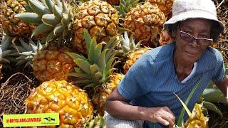 How An 80-Year Old (and her son) runs a massive 17-acre Pineapple Farm in Jamaica