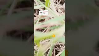 "Qatar Date Palm Farm | Amazing Palm Trees in Desert "|"قطر کے خوبصورت کھجور کے درخت  | قدرتی