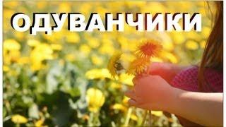 Галилео. Одуванчики