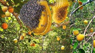 Collecting fruits in the rainforest | wilderness survival life - survival life in the forest