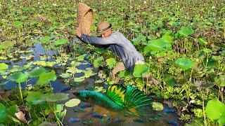 Wow!!! Catching Wild Betta Fish And Betta Fish In Lotus Lake, Unbelievable Catching (Episode 2)