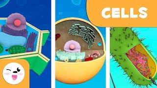 Prokaryotic and eukaryotic cells - Natural Science - Educational video for kids