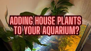 How To Add A House Plant To An Aquarium (Easy)