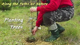 PLANTING TREES (Tree planting at my off-grid homestead in Portugal Rural Life) *33