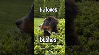 My Puppy Loves To Yeet Himself Into Bushes #bernesemountaindog #funnypuppy