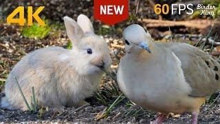 Cat TV for Cats to Watch  Cute Bunnies and Bird Friends  60FPS New Edition 8 Hours 4K