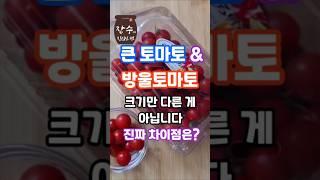 큰토마토 vs 방울토마토 건강에 더 좋은쪽은? 효능차이점  #건강#음식#건강정보#꿀팁