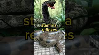 titanoboa vs anaconda | battle #shorts