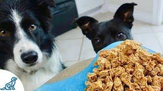 The Best Homemade Dog Training Treats