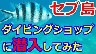 セブ島 ダイビングショップに潜入してみた｜all blue 編 【フィリピン、セブ島、スキューバダイビング、ライセンス】