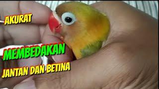 Cara  membedakan lovebird jantan dan betina dengan mudah dan akurat