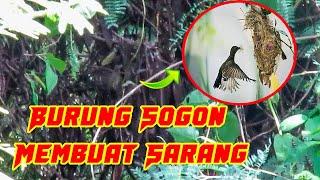 Burung Sogon Membuat Sarang Di Alam