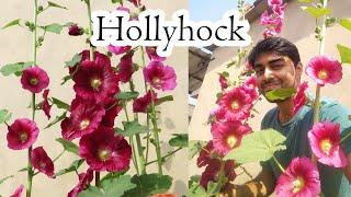 Hollyhock Flower / How to Grow Hollyhock in Container