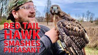 Red Tail Hawk Hunting Pheasant