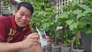 SIKRETO PARA TULOY-TULOY ANG PAGBUNGA NG TALONG NA NAKATANIM SA BOTE #highlights #viral #farming