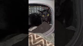 #fyp #foryou #funny #cat  #funnycat s#shortvideo #mycatchannel   #petschannel  #yourcat #funnycats