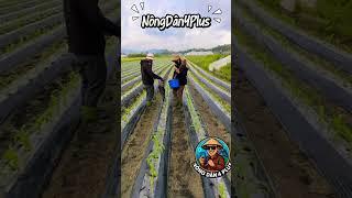 Dụng Cụ Bón Phân Cực Hay Của Người Dân Hàn Quốc #shortvideo #farmer #nongnghiep #nongdan