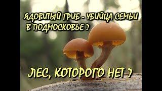 ЯДОВИТЫЙ ГРИБ-УБИЙЦА СЕМЬИ В ПОДМОСКОВЬЕ?ГАЛЕРИНА ОКАЙМЛЁННАЯ.ЛЕС, КОТОРОГО НЕТ? ТИХАЯ ОХОТА.