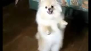 Собака  танцует лезгинку( Кчи лезгинка кьулзава)