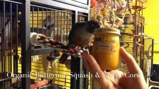 Introduce Your Conure To Fruits and Veggies With Creativity!