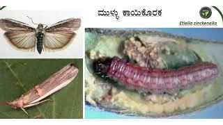 ತೊಗರಿಯ ಕಾಯಿಕೊರಕಗಳು - ಡಾ. ರಾಮೇಗೌಡ | Redgram Fruit Borer | Pod Borer And Management | Major Pests