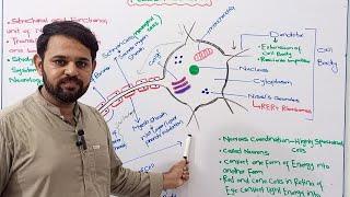 Nervous Coordination | Neuron | Class 12 | NBF | FBISE