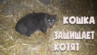 Как кошка защищает котят. Заботливая мать.