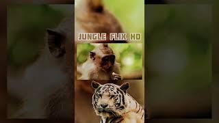 jungle flix hd monkey shorts video 1min