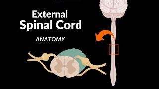 External Spinal Cord (Surface, Segments, Spinal Nerve, Enlargements, Reflex Arch) - Anatomy