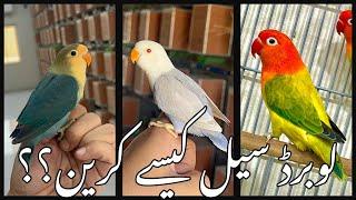 Breeding issues and lovebirds selling tips | watch till end & it will change your perspective