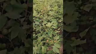 cotton Lovers #growyourchannel #agriculture #cottonproduction #cottonfarm