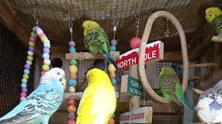 Tame Your Budgie in Minutes Secrets to a Happy Bird 