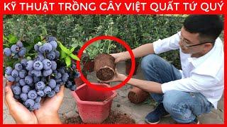 Kỹ Thuật Trồng Và Chăm Sóc [ CÂY VIỆT QUẤT TỨ QUÝ ] | Lh 0923916866 | 0968750386