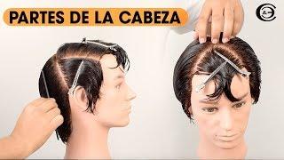 Como dividir el cabello - Partes de la Cabeza, Cráneo  Peluquería Corte y Estilo