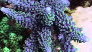 Robertus Reef - best pics