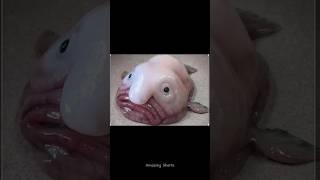 weird looking creature 1 #moreknowledge #curiosity #shorts #weirdandwonderful #knowledge #creature