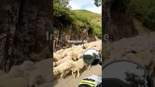 Nos invaden las ovejas en una carretera por Leon