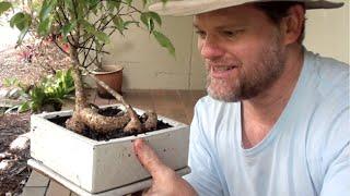 BONSAI ROOT TRIM - Keeping your plant compact.