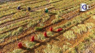 Where Are The Main Garlic Producing Areas In China？[The Garlic Harvest in China] | China Documentary