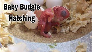 Baby Budgie Hatching