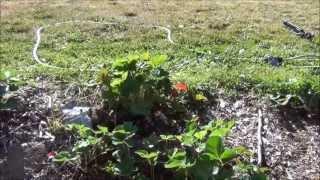Strawberry Hill - My Back to Eden garden - L2Survive with Thatnub