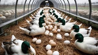 Mastering Organic Duck Farming: Poultry Business, Harvest Eggs.