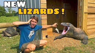 SETTING UP MY $20,000 LIZARDS !