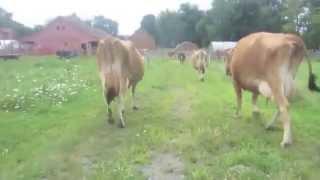 Walking the Cows In