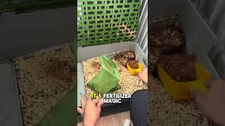 Sing Along Time! Bunny Care!