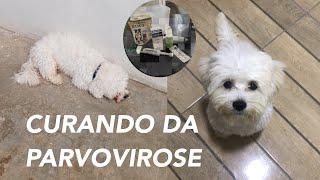 Como cuidar do seu cachorro com parvovirose! #parvovirose #parvovirus