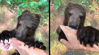 Bear Ready to Interact