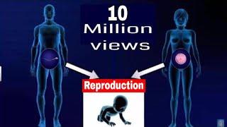 CBSE Class 12 Biology || Human Reproduction || Full Chapter || By Shiksha House