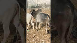Bull Meeting - Bull Meeting with Cow #viral #viralvideo #usa #bull #bullcow #animals