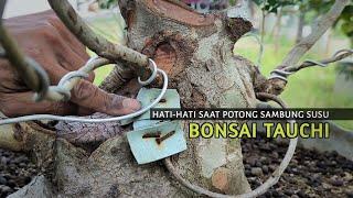 Tips for Cutting Tauchi Bonsai Milk Branches Guaranteed Safe